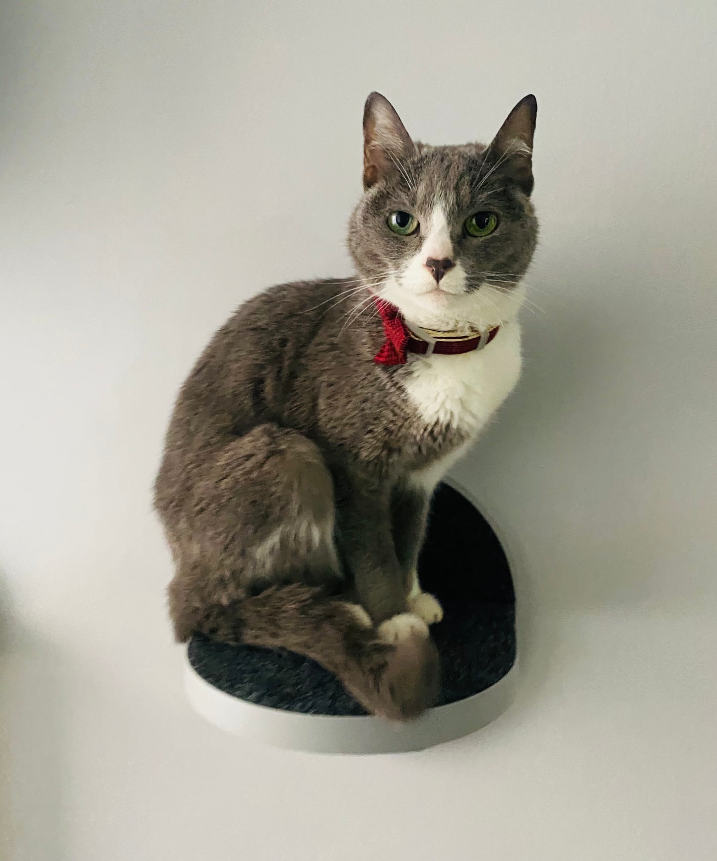 Paso Pequeño GRIS